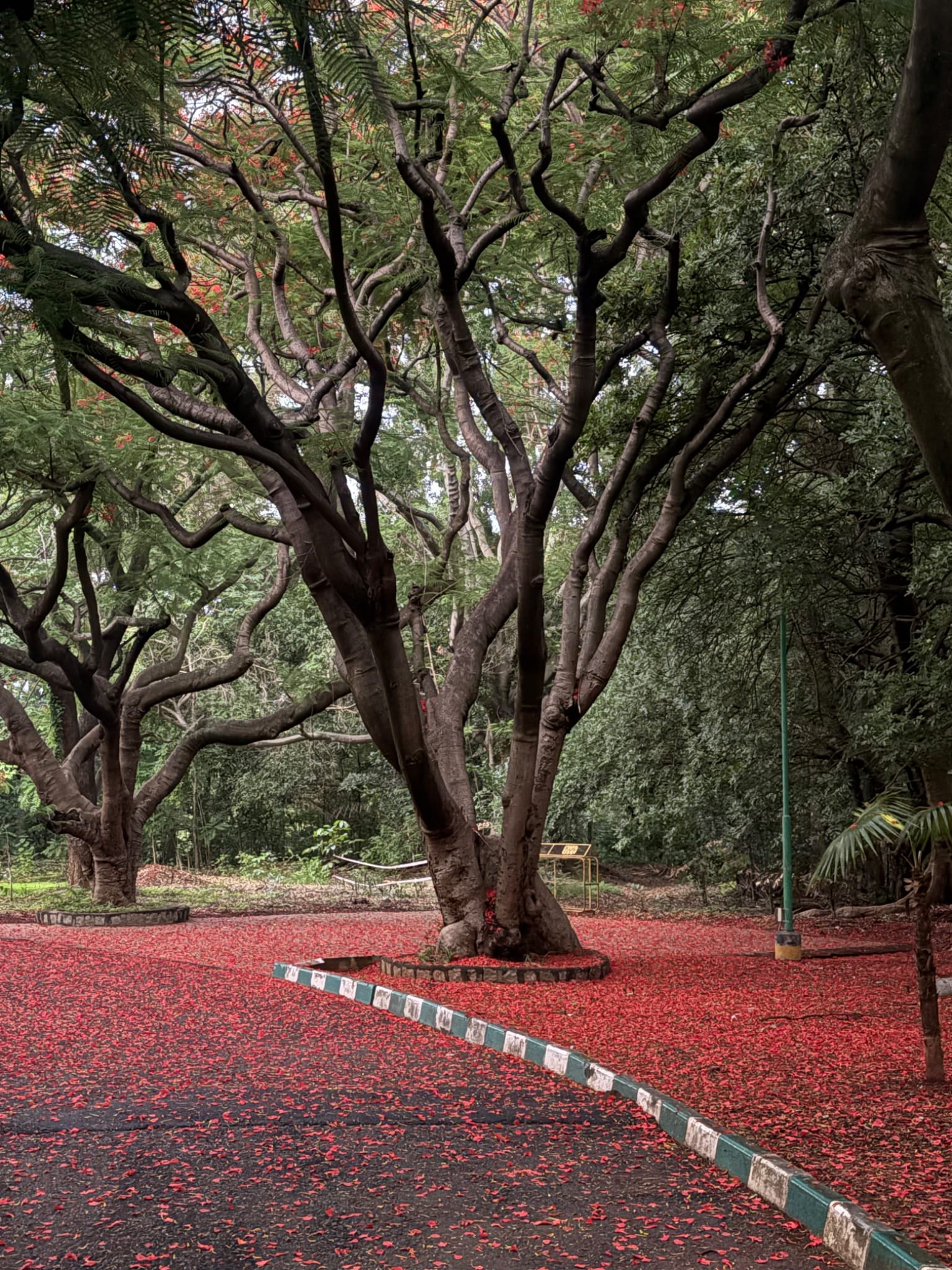 IISc Campus Path