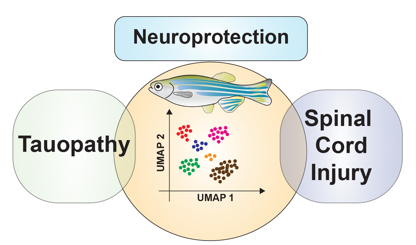 Neuroprotection